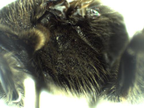 Lasioglossum sp.